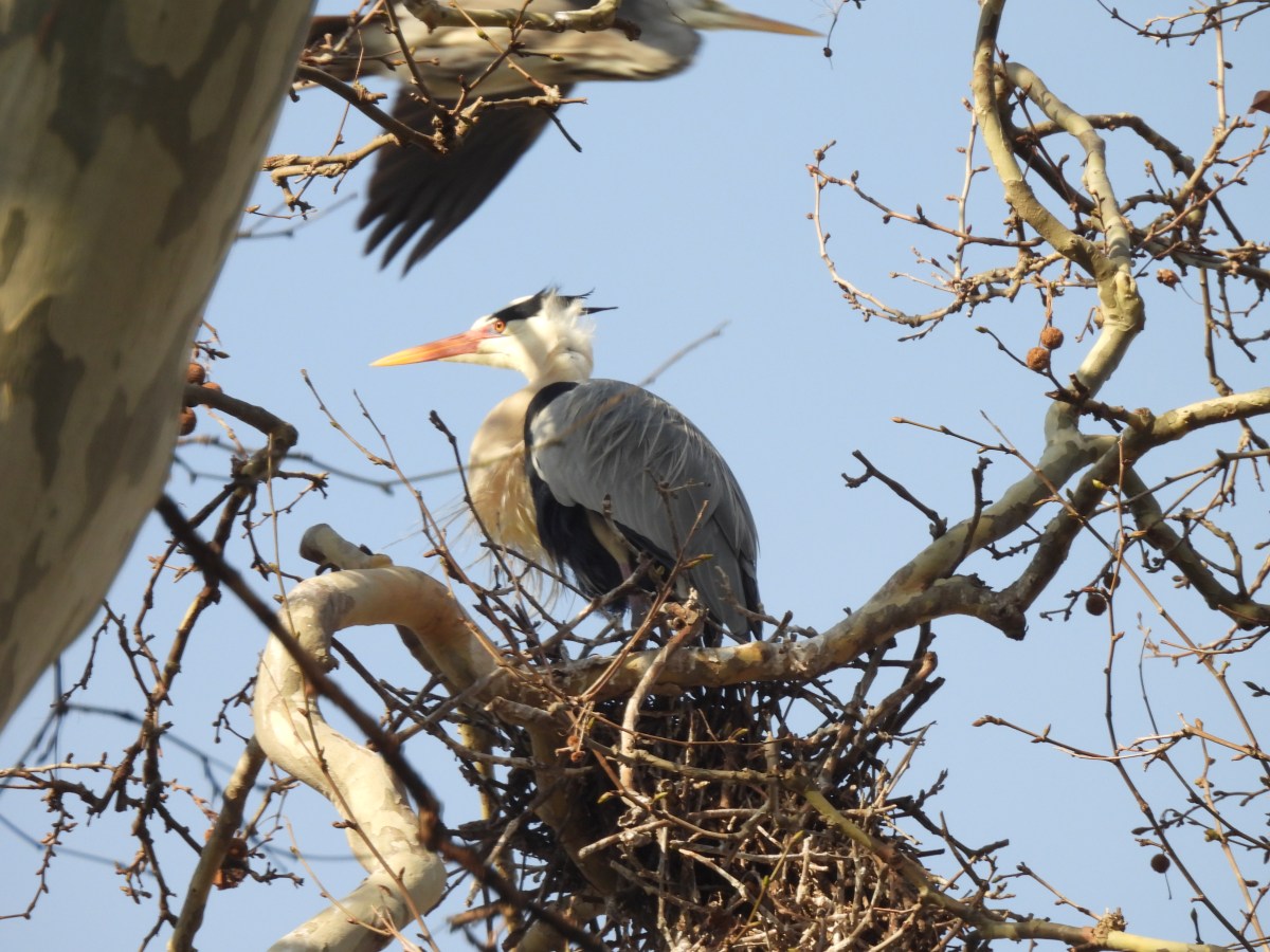 Trip Report 2/3-2/5/25: Gülhane Park,&nbsp;Istanbul